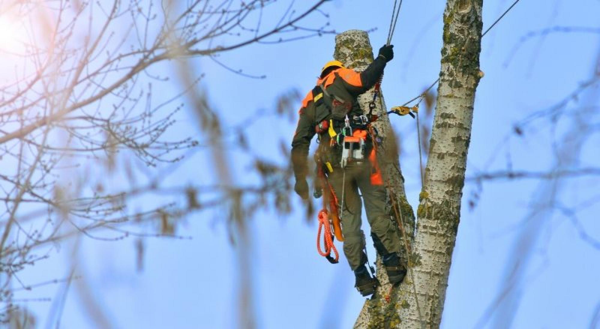 elagage-darbres-en-arbre-elagage