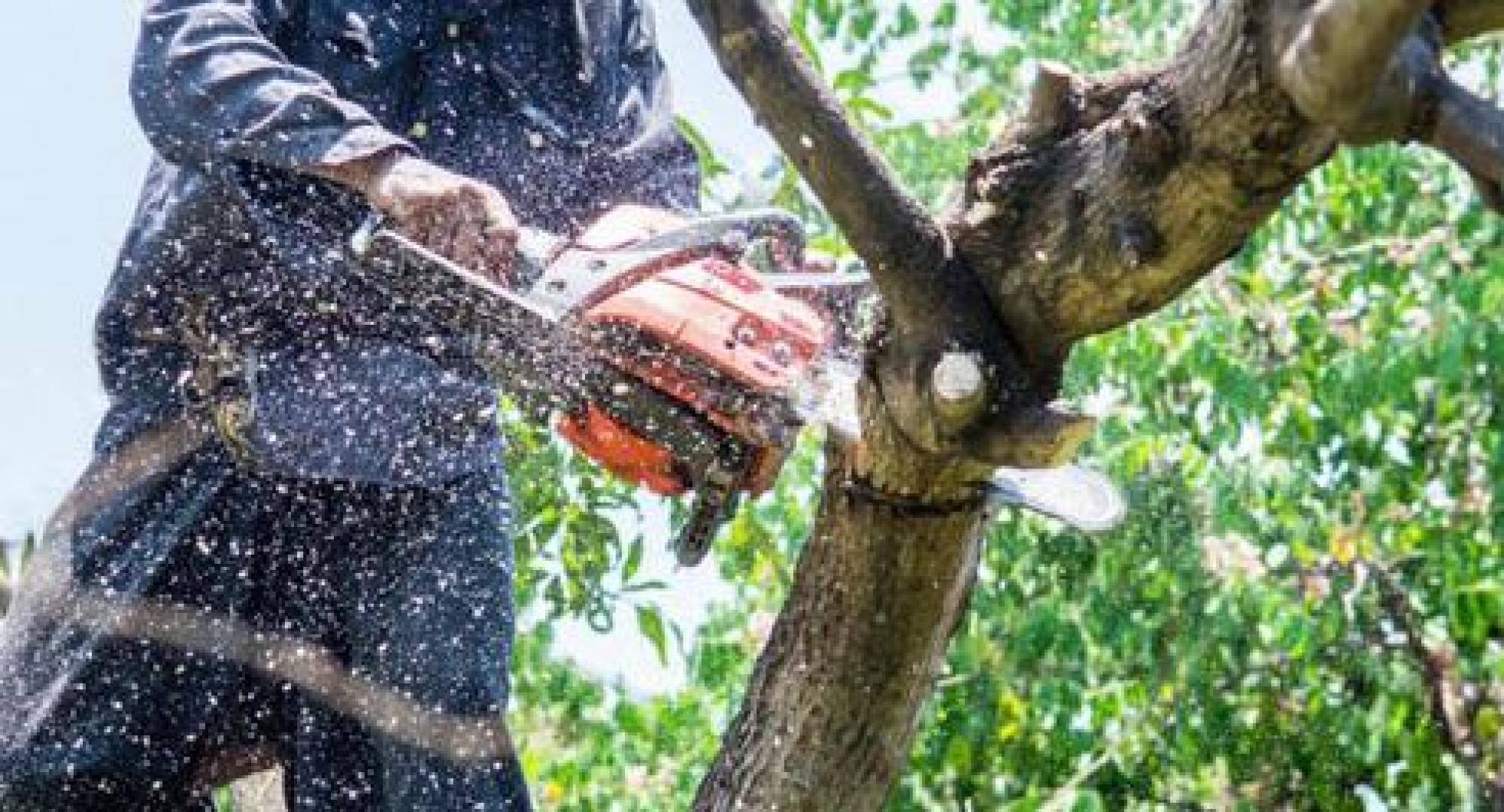 Thioliere pour l’élagage d’arbre à Saint-Pierre-lès-Nemours