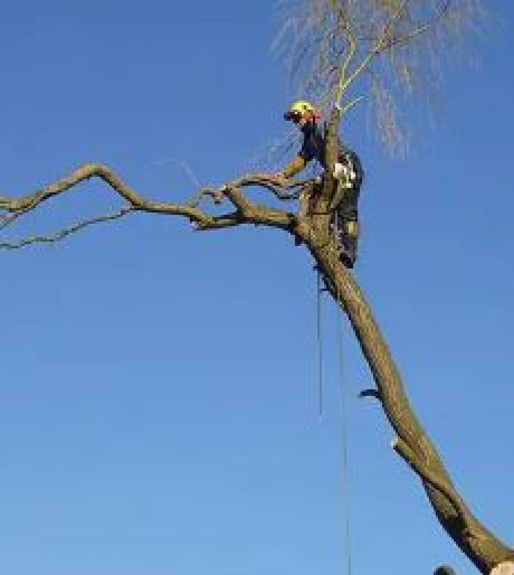 André Elagage : l’entreprise d’élagage en 49 Maine-et-Loire