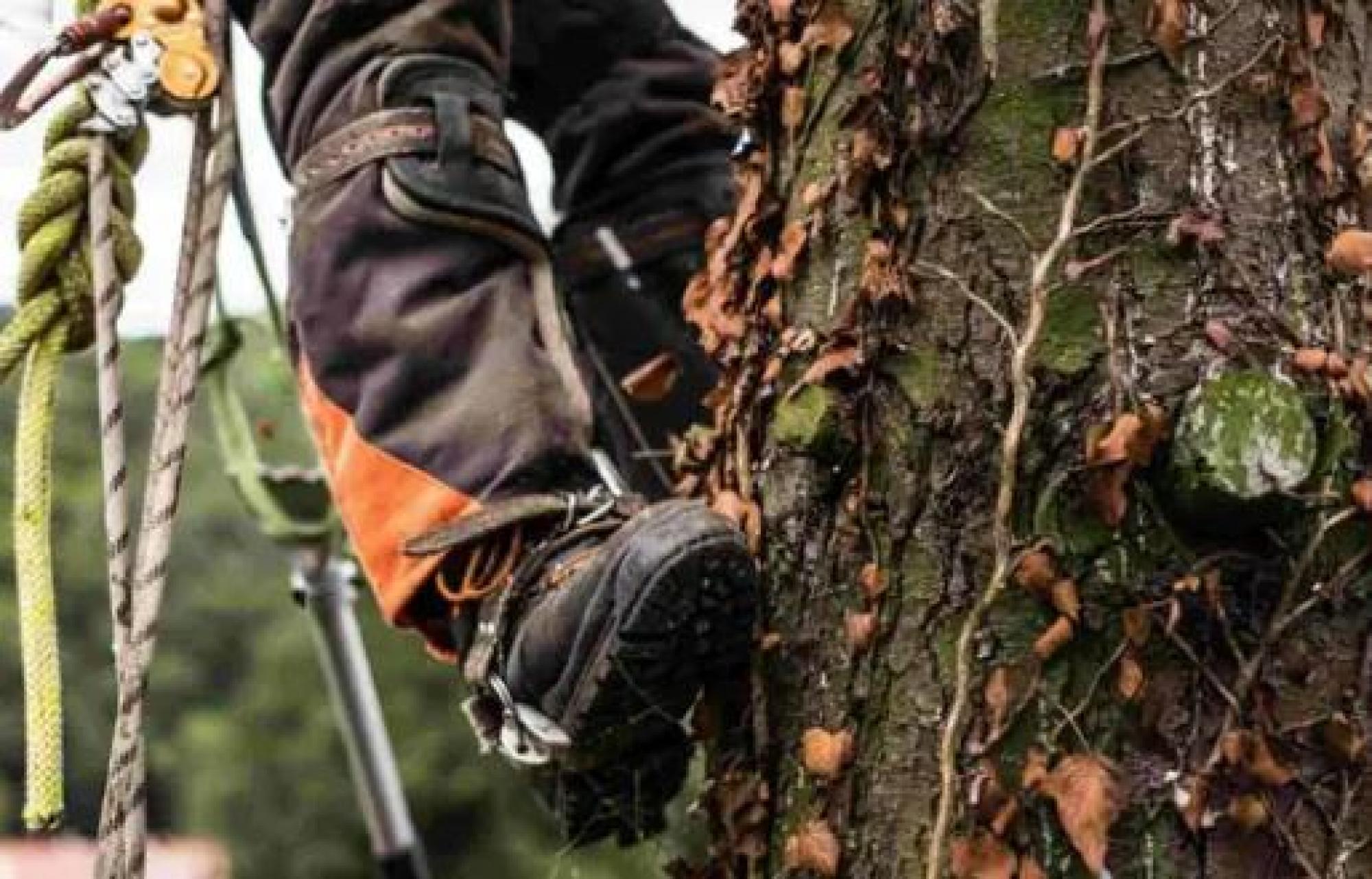 OC ÉLAGAGE pour l’élagage d’arbres à Avignon 84000