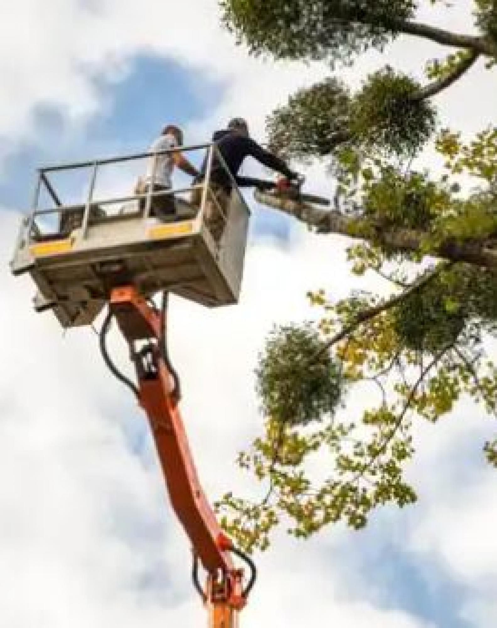 Bayard élagage pour les travaux d’élagage dans le 31