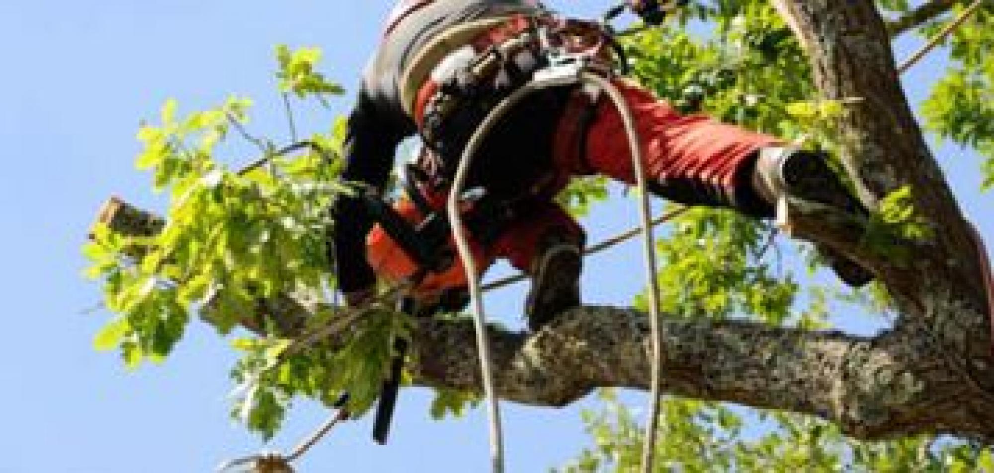 Artisan Gonzalez, professionnel pour l’élagage en Seine-Saint-Denis 