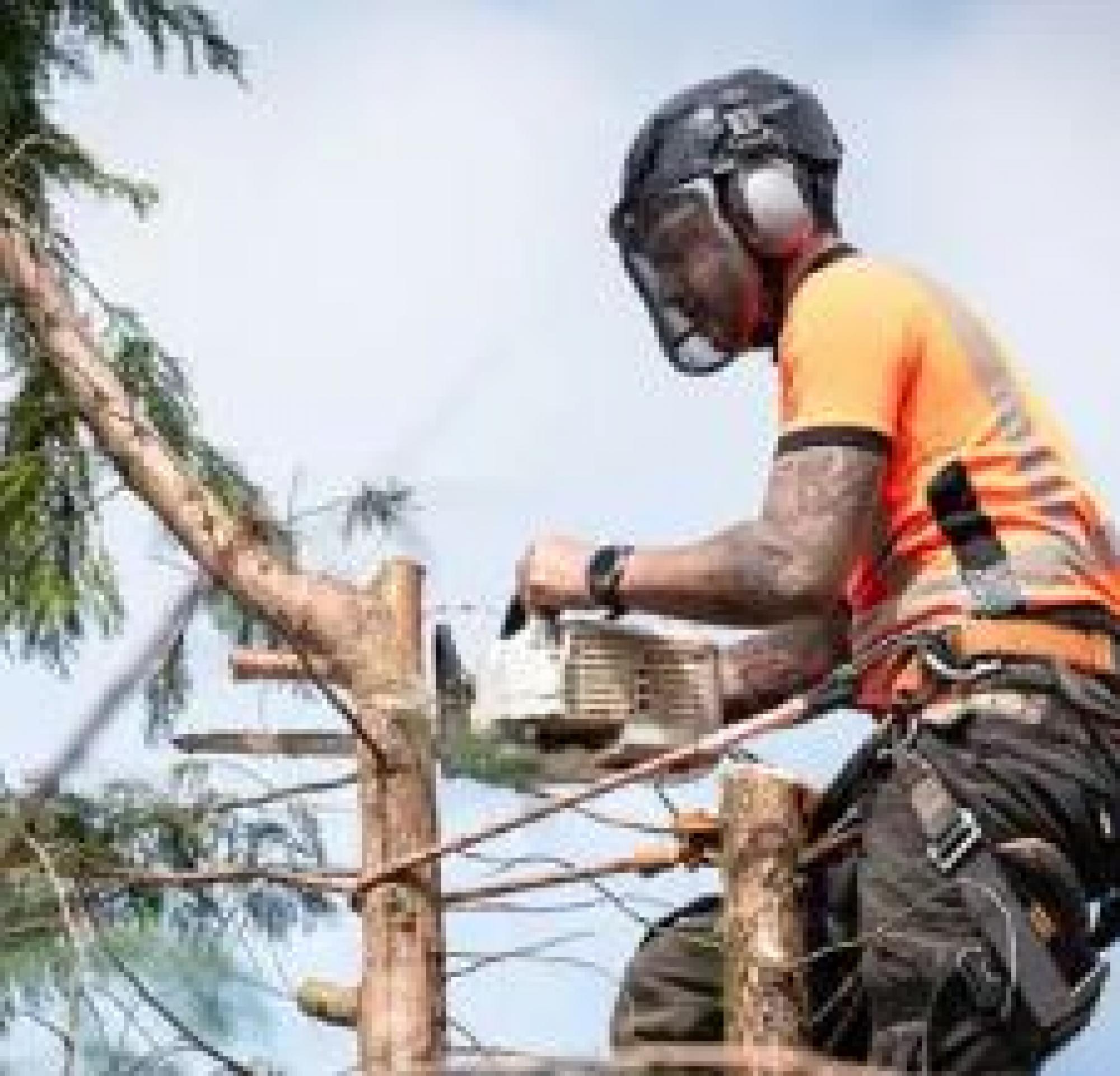 Artisan DEBARD s’occupe de l’élagage d’arbre au 33127