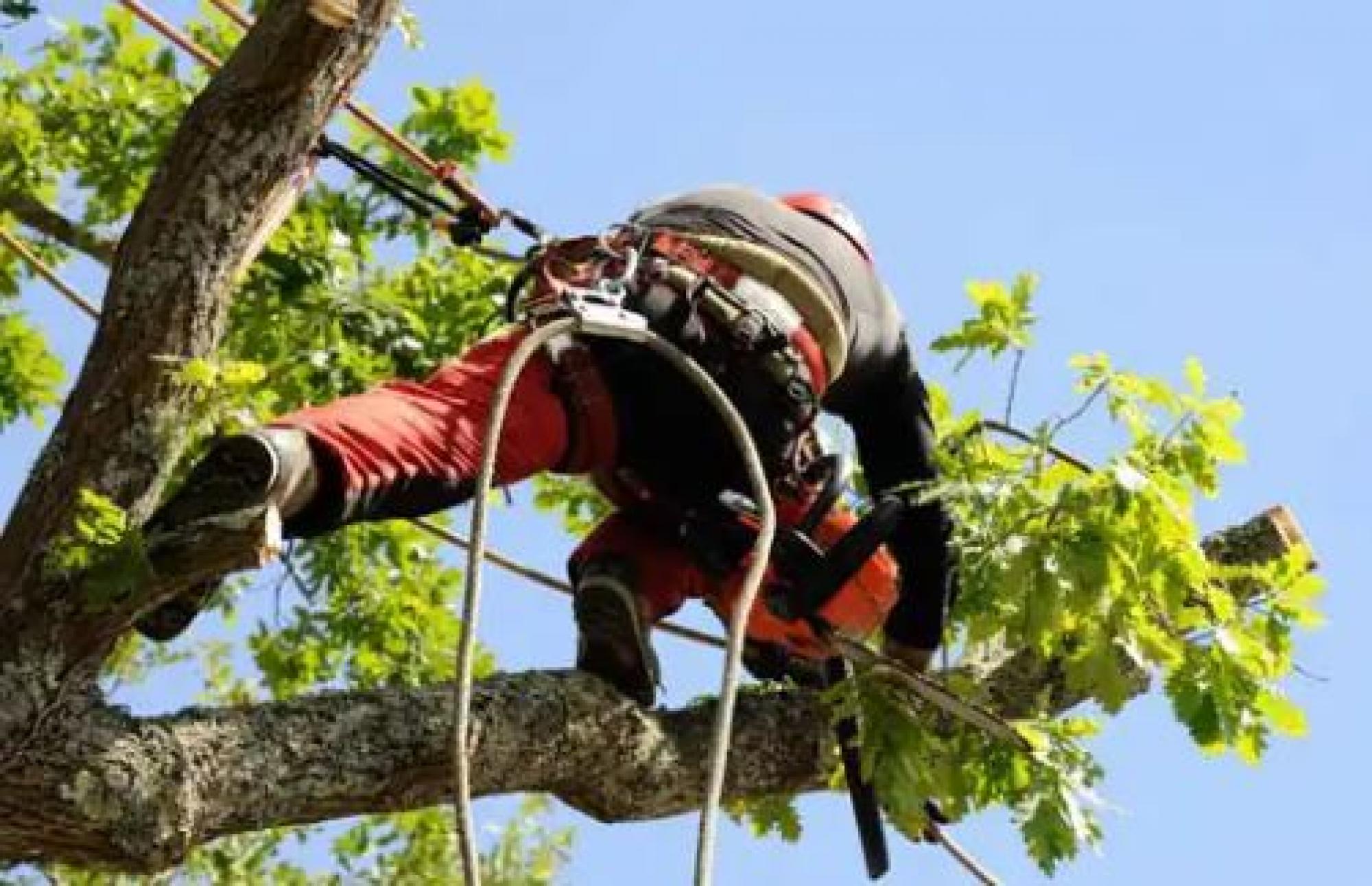 Elagueur Express pour l’élagage d’arbre à Montgeron 91230