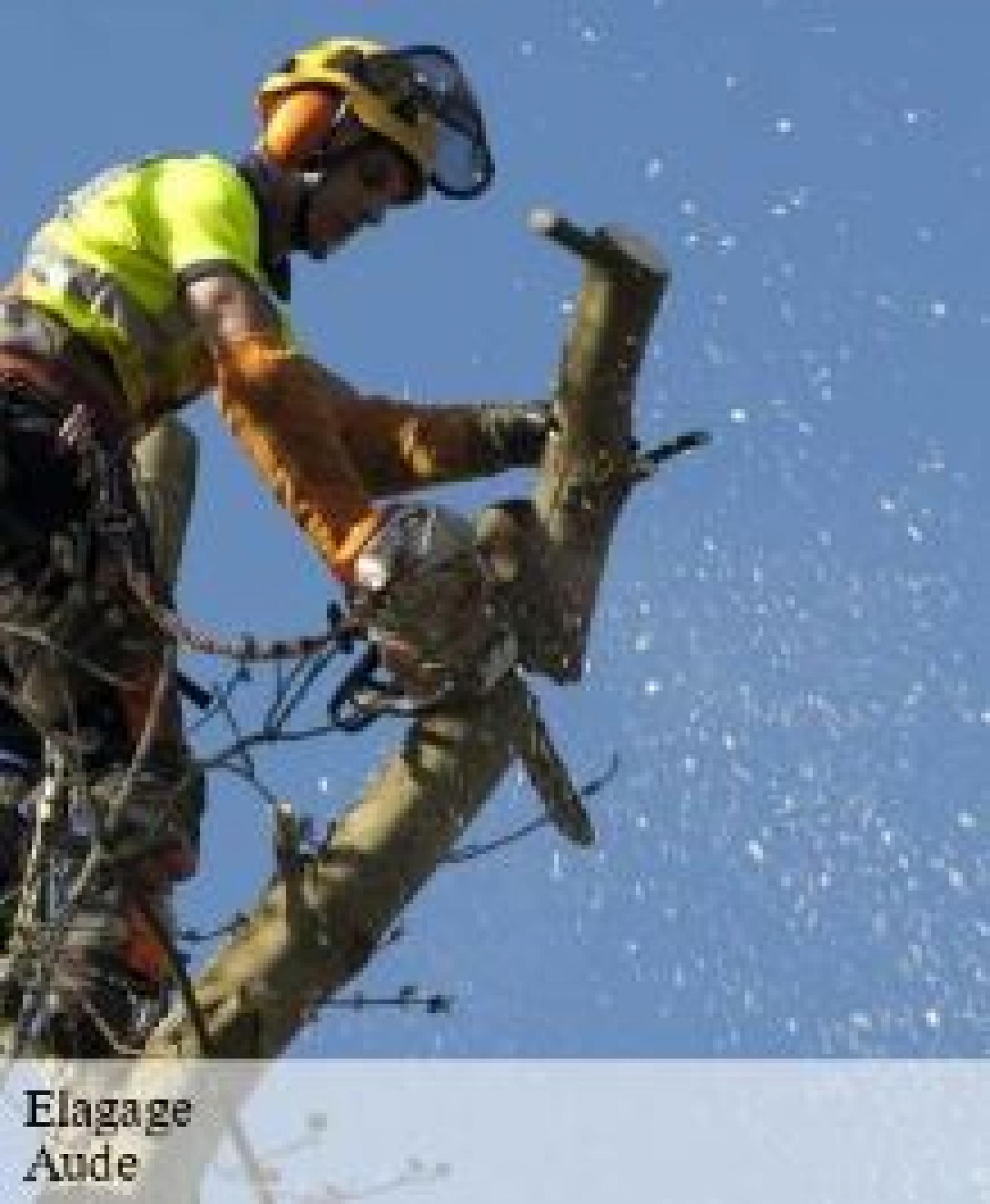 NM Entretien Jardin, l’élagueur efficace dans l’Aude