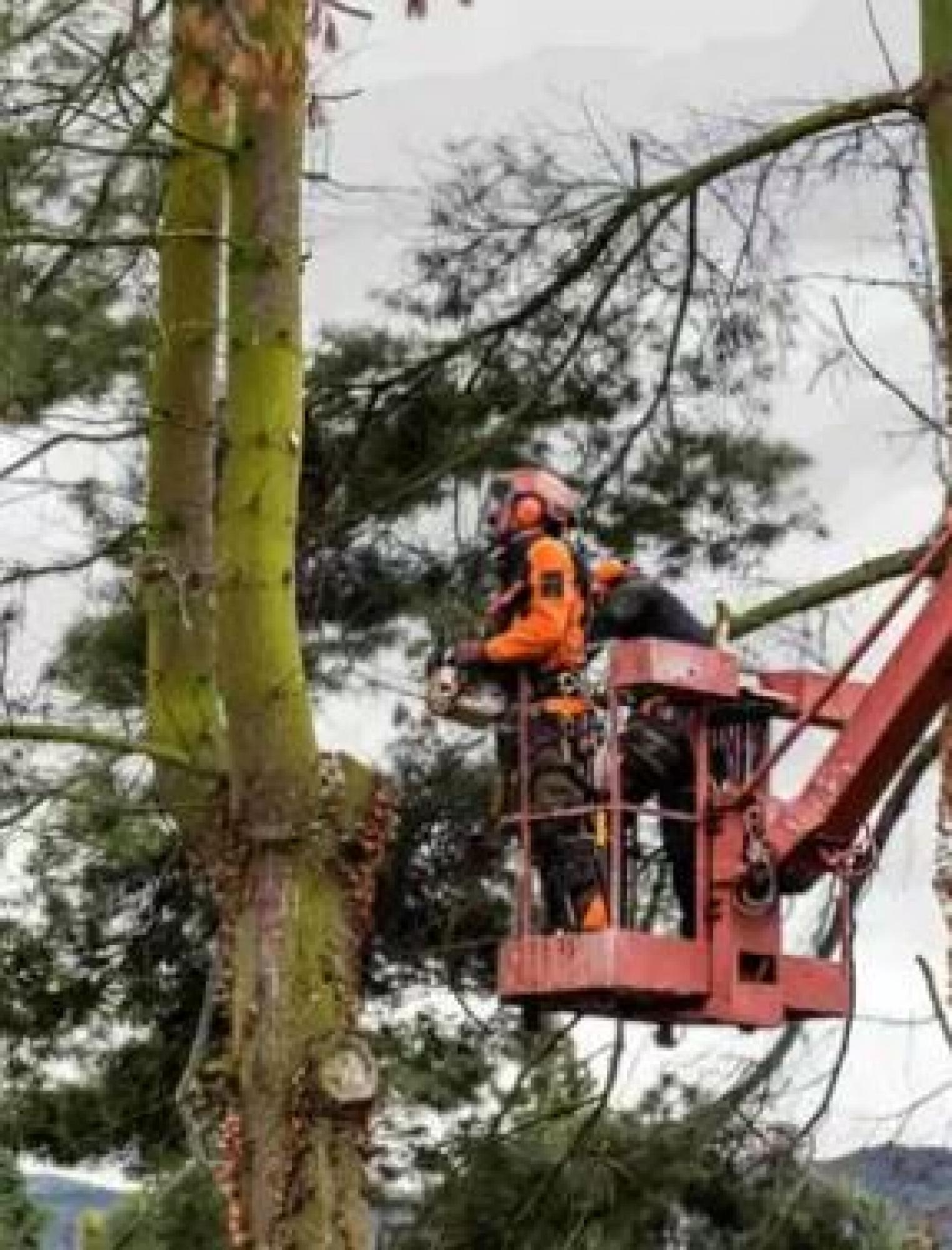 DL Espaces verts, élagueur confirmé à Forges-les-Eaux 76440