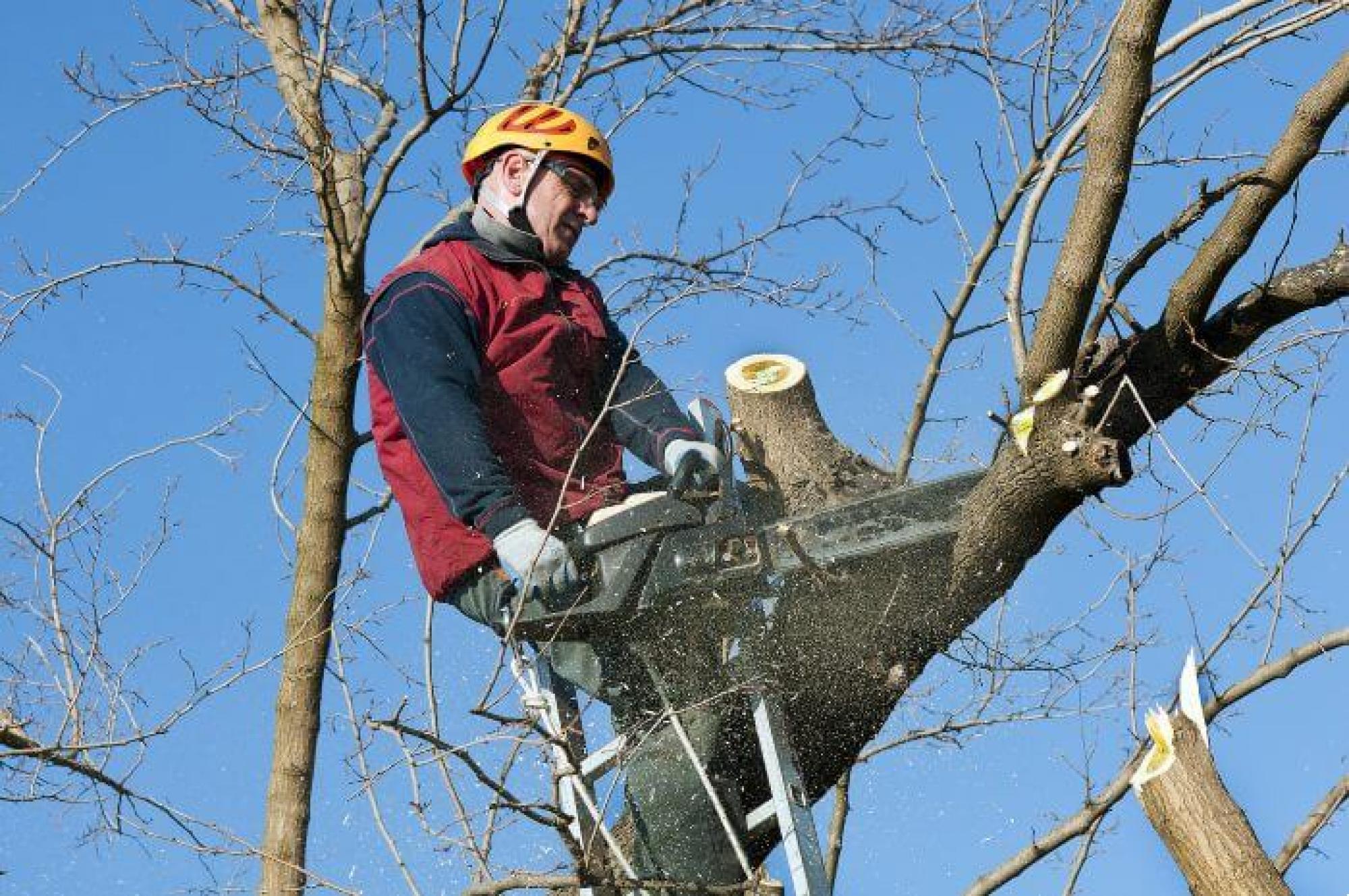 élagueur entrain de travailler