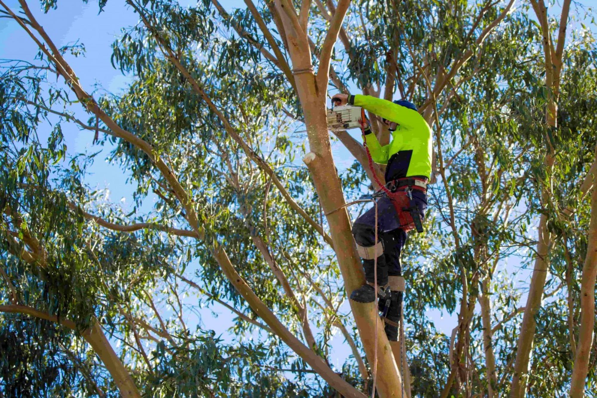 élagage en haut d'un arbre