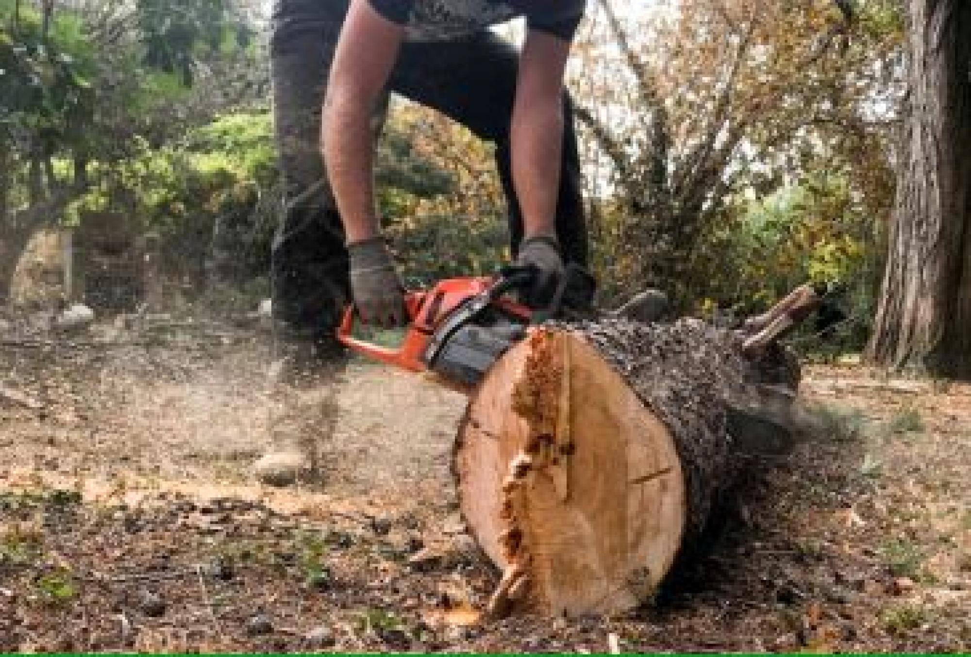 Elagage de qualité dans le Var