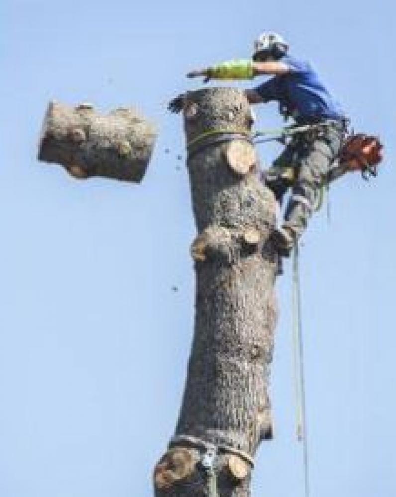 Abattage d'arbres en toute sécurité