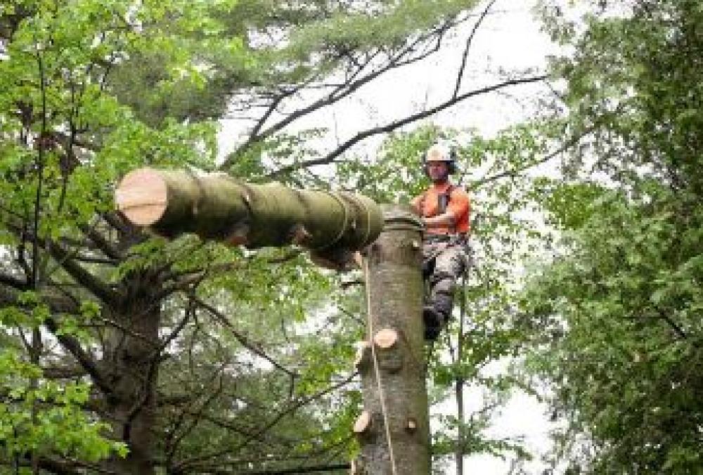 Elagage d'arbre dans les normes