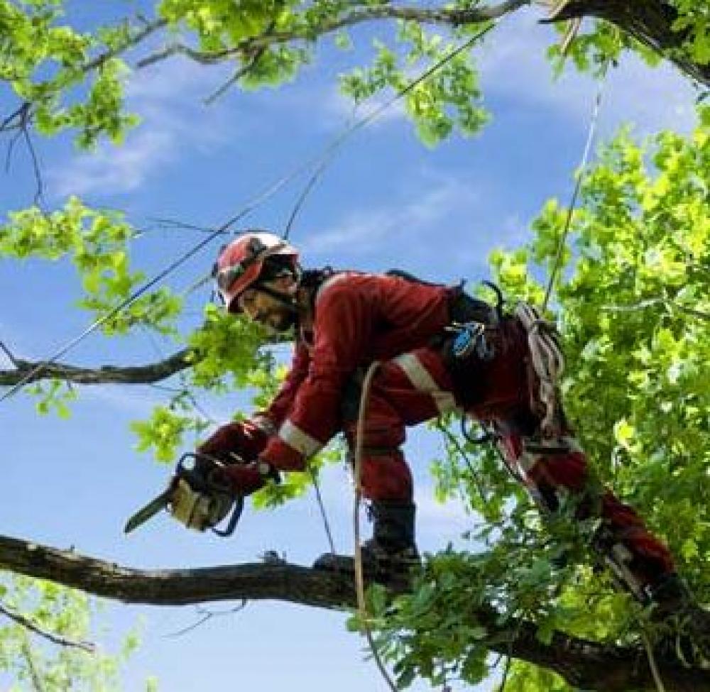 Élagage J.W. pour élaguer les arbres en 91 Essonne