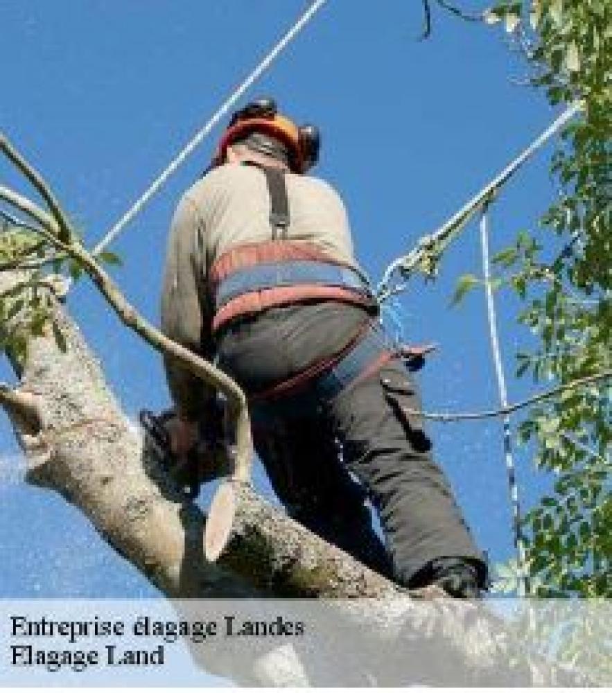 Elagage Land : un élagueur efficace dans le Landes