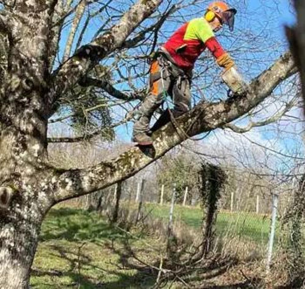 Dupont Élagage pour les travaux d’élagage en Val-de-Marne