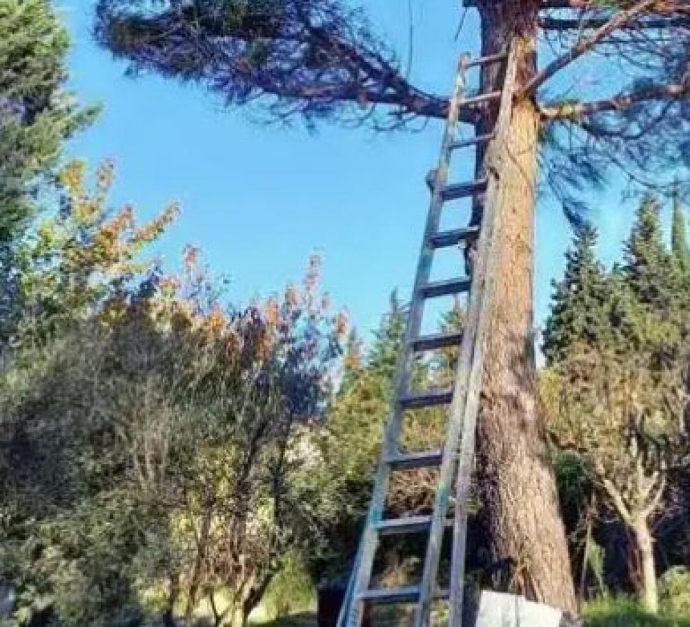 CL Jardin, l’élagueur disponible pour l’élagage à Narbonne 