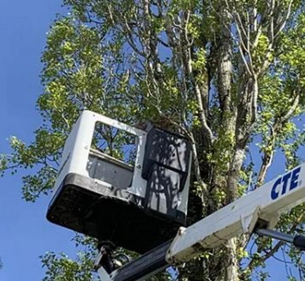 CHEVALIER David pour l’élagage d’arbre à Mouzeil 44850