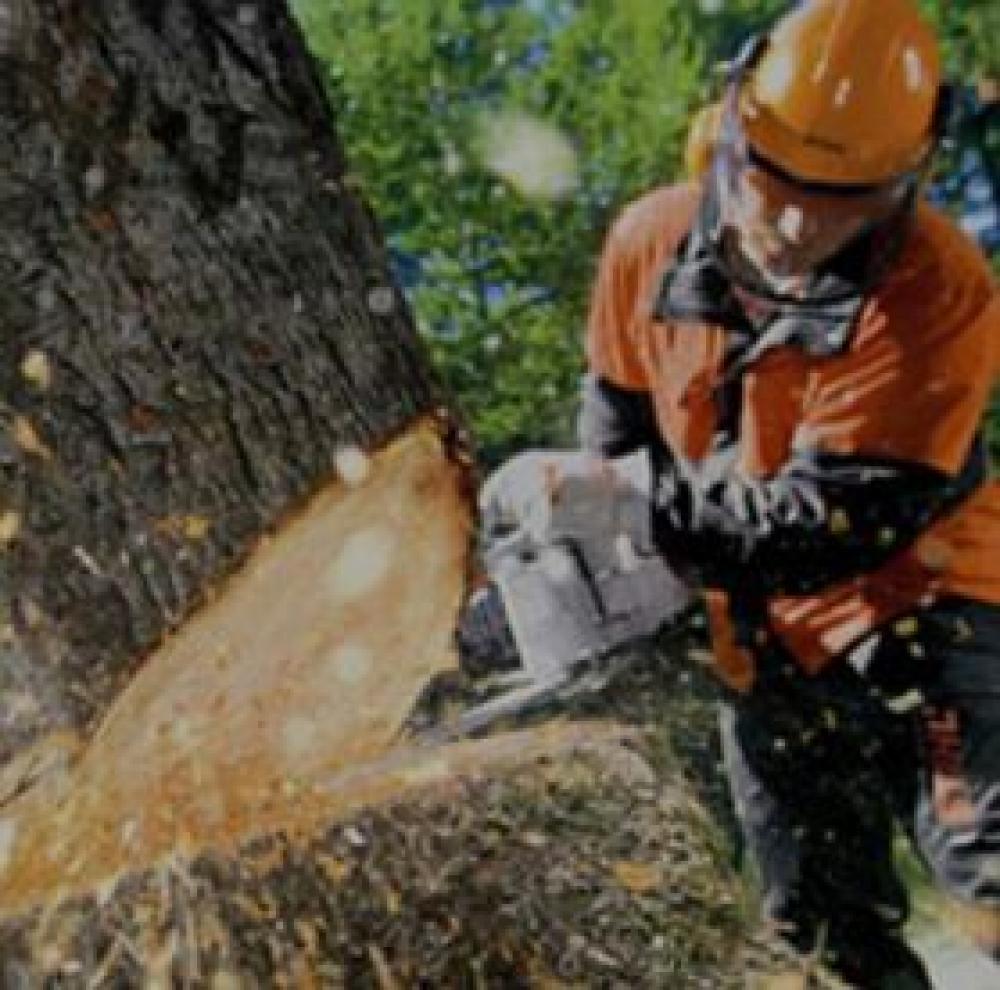 Gabard, l’élagueur pour l’élagage d’arbre à Clamart