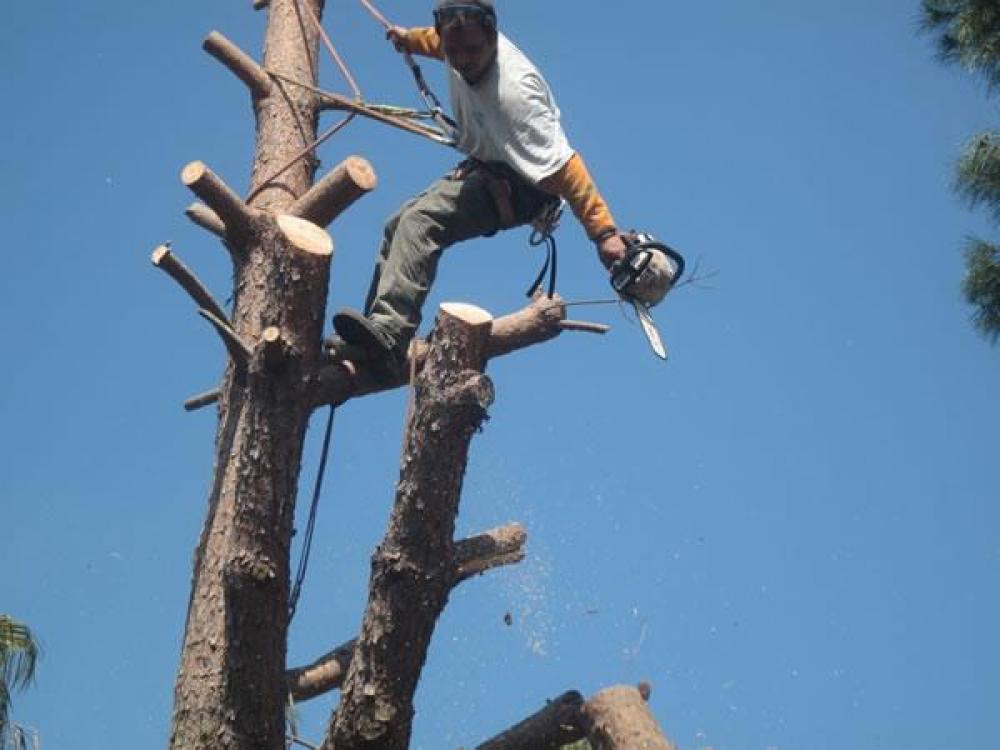 élagueur en action