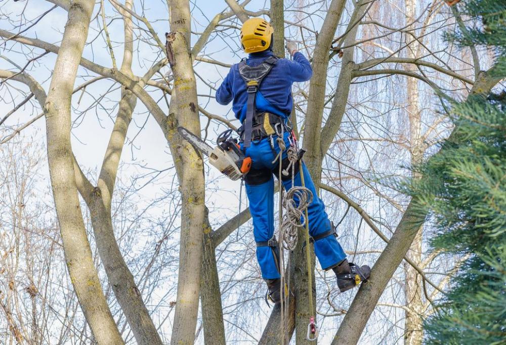 élagage dans les villes