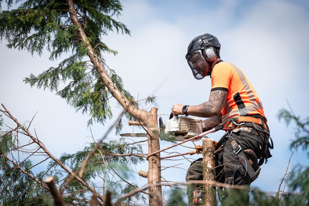 élagage en haut d'un arbre