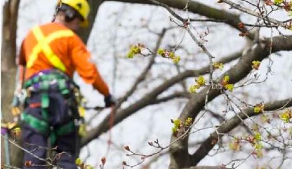 VASSEUR Espaces verts pour l’élagage d’arbre à Ville-la-Grand