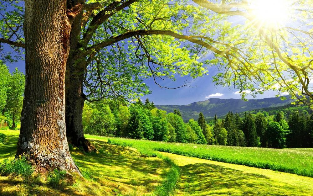 Secrets d'un jardin enchanteur